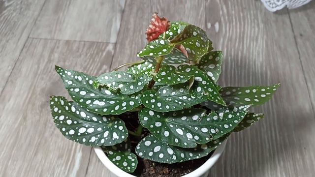 Комнатные Растения. Коллекция Бегоний смотреть онлайн