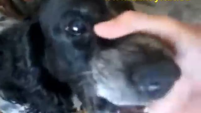 собака жжот!!!- поющий собик смотреть онлайн