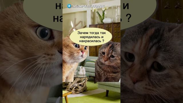 С характером #мыкотики  #разговор #анекдот #шутки #коты #юмор #смешное #прикольно #мемы #cat