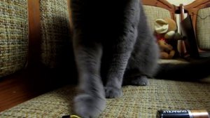 Ума и её семья) Шотландская наша красавица..