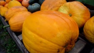 Огородные дела Тыква Гигант на Урале Сколько сока из одной тыквы? Подворье на Урале