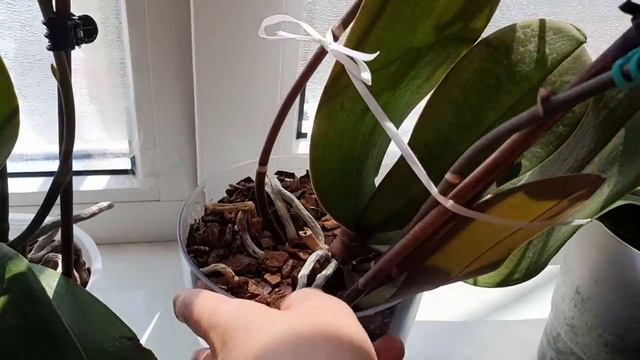 ОРХИДЕИ РАДУЮТ ЦВЕТЕНИЕМ ?Орхидея "Виолет Квин" крутит носом... смотреть онлайн