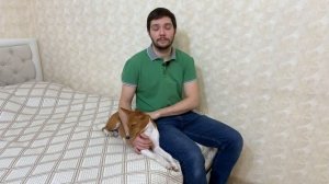 Как басенджи переносит мороз | Basenji and frost