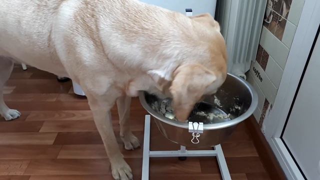 От рождения до нашего времени! #лабрадор #labradorretriever #собака #лабрадорретривер #щенки_ютуб