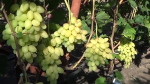 Очень ранние сорта винограда с белой ягодой. 3 часть. ЗОЛОТЫЕ КУПОЛА, ИНДИАНА, ЛИРИКА И ДРУГИЕ