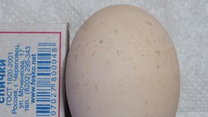 Межпородное скрещивание кур! Все плюсы и минусы двух лет наблюдений  за курами! Подводим  итоги!