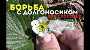 Долгоносики - страшный враг клубники! Как бороться с долгоносиком?