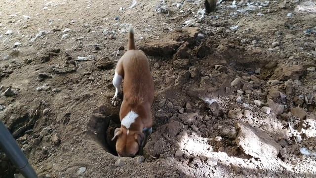 rat attack ratting with terriers смотреть онлайн