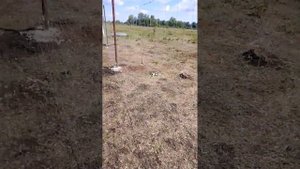 Монтаж шарнирной сетки.Рулон 50 м высота 2 м