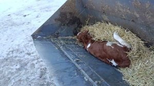 Корова идет на живца