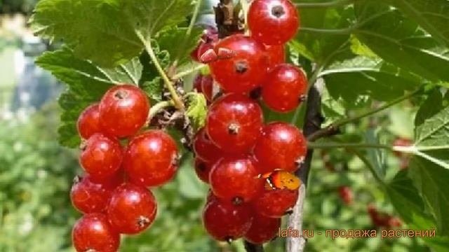 Смородина красная Уральский сувенир ? обзор: как сажать, саженцы смородины Уральский сувенир