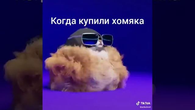 Пушистый хомяк