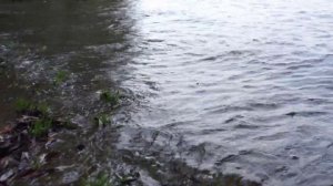 золотая осень в Кашире, река Ока, Московская область