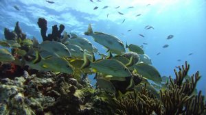 Peaceful Sea in Isla Mujeres, Mexico - 4K | Action Cam | Sony