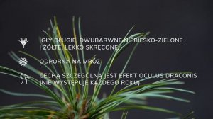 JACK CORBIT - sosna koreańska (Pinus koraiensis 'Jack Corbit') - opis rośliny