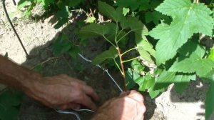 Размножение смородины отводкой. Проверенный метод.