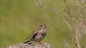 Луговой конек - Anthus pratensis