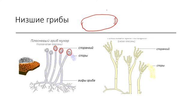 Грибы так кратко, как только возможно смотреть онлайн