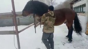 Жеребец.Советский тяжеловоз