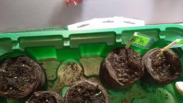 Эустома, декабрьские всходы. смотреть онлайн