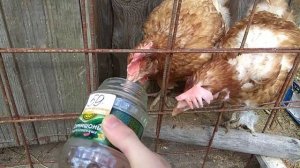 Кормление Курей Червями