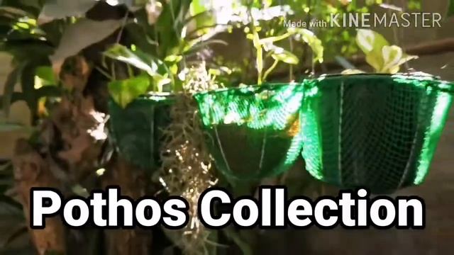 Amydrium, Pothos, Baby Tears, Homalomena смотреть онлайн