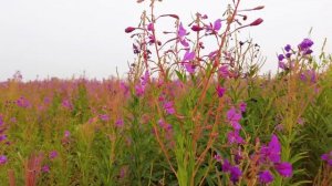 Природа Ямала