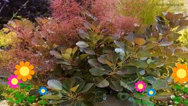 Скумпия кожевенная Фламиссимо. Краткий обзор, описание характеристик cotinus coggygria Flamissimo