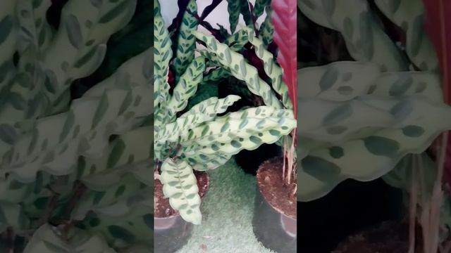 2 Most #beautiful Calathea Types Medallion-lancifolia #shorts #houseplants #beauty