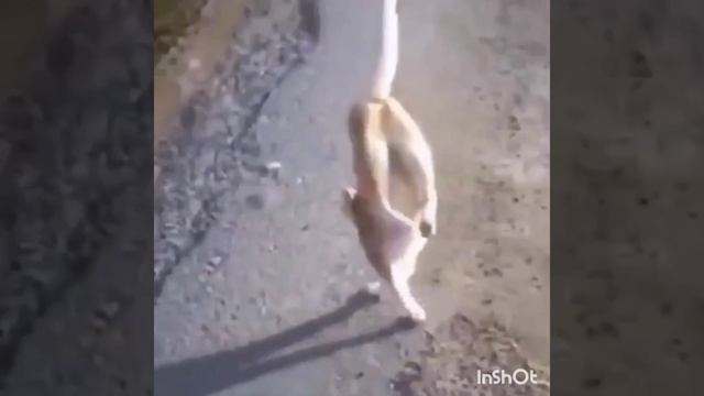 Наркокот. ??