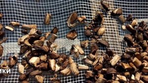 Сушим грибы на солнце быстро (маслята, подберезовики)
