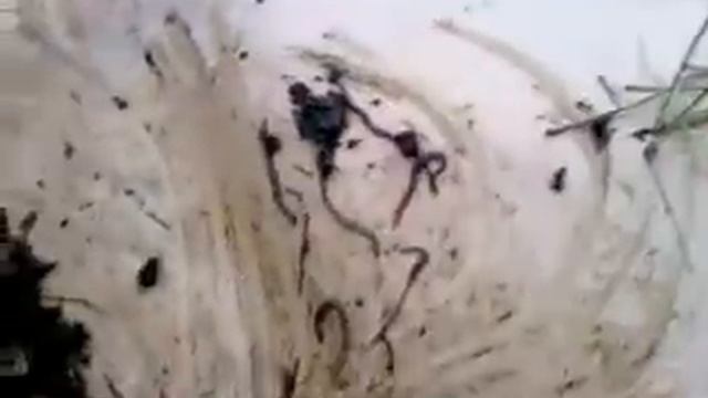 Червь Старатель Владимирский. Выращивание червей в домашних условиях. смотреть онлайн