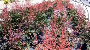 Best Perennials - Astilbe Delft Lace (False Spirea)