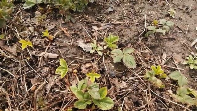 Правильный уход//Клубника сорт,, Фестивальная,, первый этап.