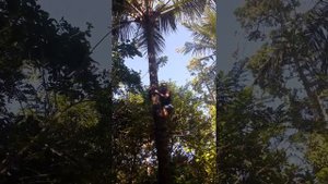 Джамбо - Акуна Матата Песня