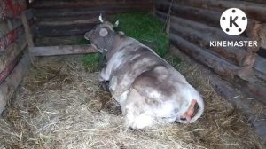 Роды и парез у коровы