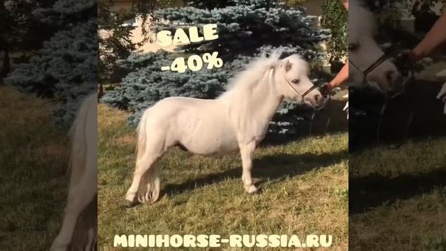 ПРОДАЖА МИНИАТЮРНАЯ ЛОШАДЬ АКЦИЯ