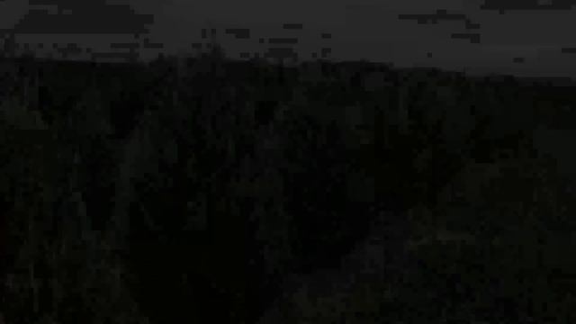 Juniperus scopulorum ‘Moonglow' смотреть онлайн