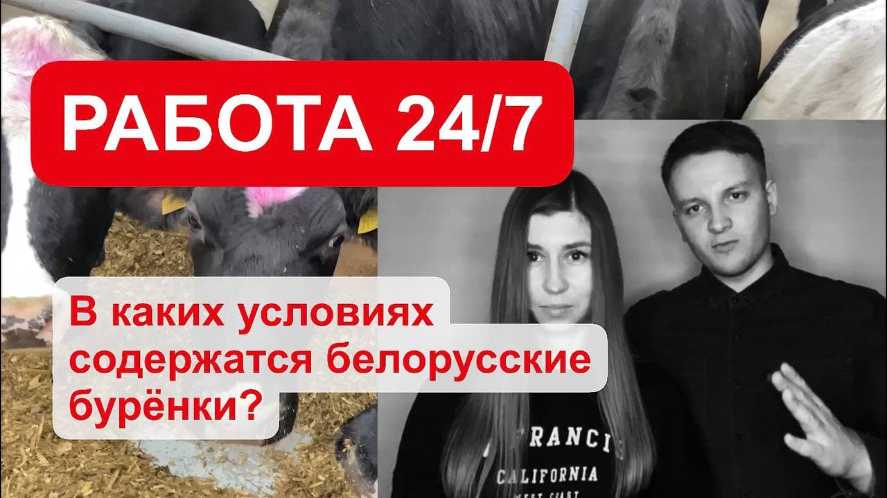 «Работа 24/7»: посмотрели, в каких условиях содержатся белорусские буренки