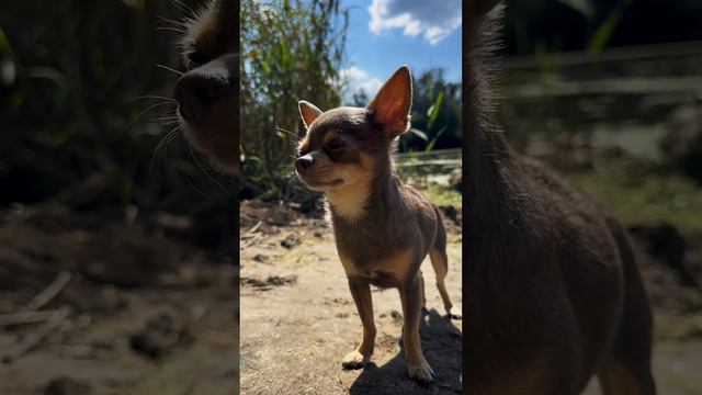 Льоня і комарі смотреть онлайн