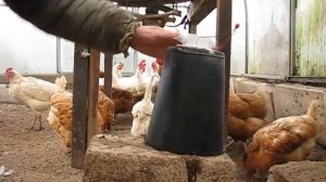 Компактная автокормушка для кур. Веерная (круговая) подача.