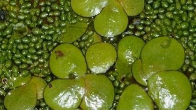 Самые маленькие растения в мире.  Вольфия ангуста