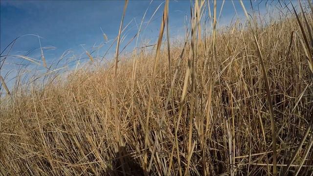 Утка Светлый Оренбург 2018 смотреть онлайн