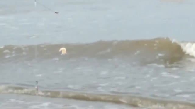 РЫБА КАМБАЛА ЛОВЛЯ С БЕРЕГА. МОРСКАЯ РЫБАЛКА НА КАМБАЛУ