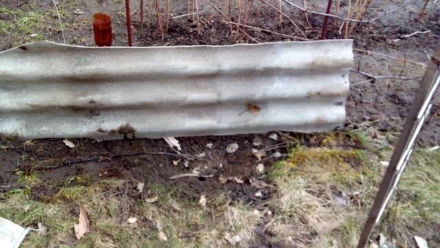 Когда открывать виноград весной? Практические советы. Как вырастить виноград. смотреть онлайн