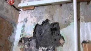 Вместо червей в квартире теперь плесень