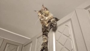 Кошка мейн кун полидакт  демонстрирует свои огромные лапы ?