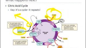 Krebs Cycle || Cellular Respiration