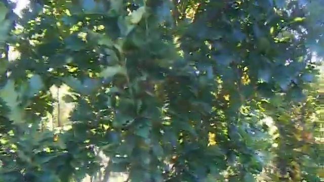 Sap Trees Quercus robor fastigiata 5 metres high смотреть онлайн