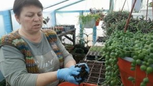 ?Будра, Дихондра, Оттона, Крестовник - режу, укореняю?